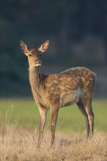 Red deer