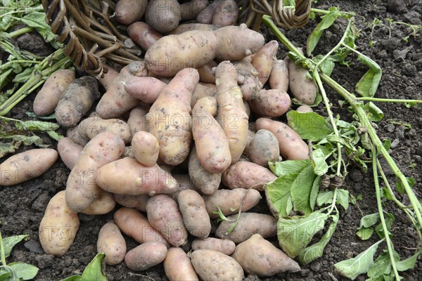 Potatoes