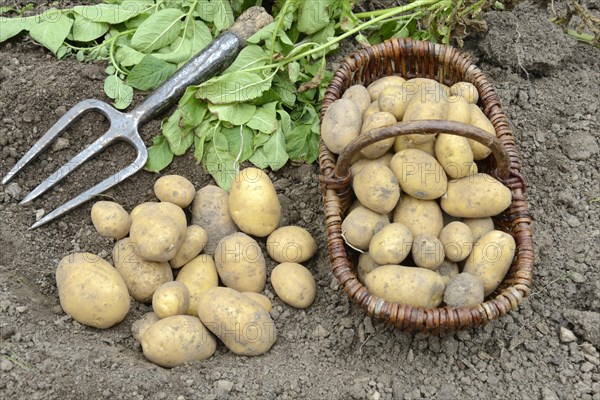 Potatoes