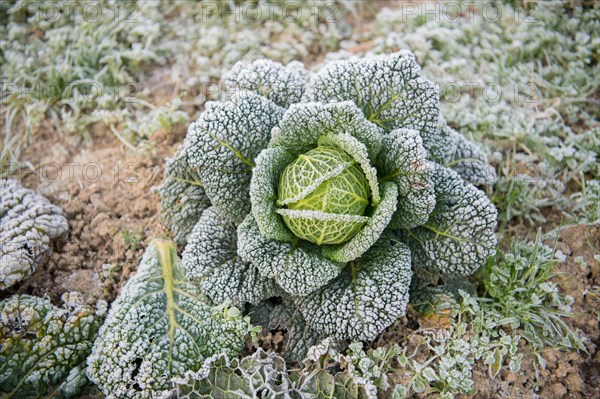 Savoy cabbage