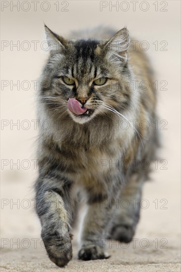 Norwegian Forest Cat