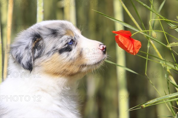 Border collie