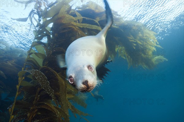 California sea lion