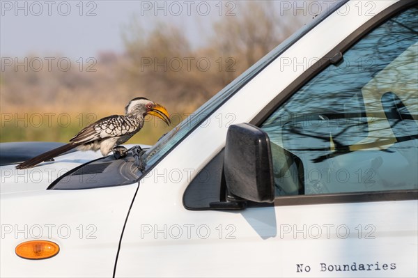 Southern Yellow-billed Hornbill