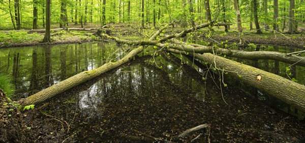 Pond with fallen trees