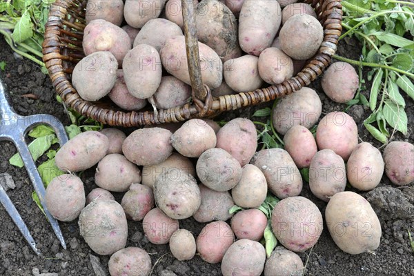 Potatoes