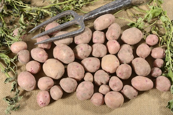 Potatoes