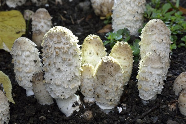 Shaggy ink cap
