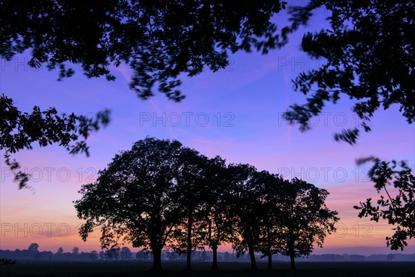Group of trees at sunset