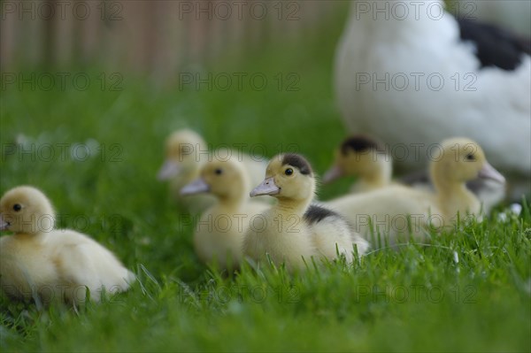 Native muscovy duck with ducklings