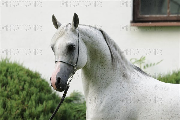 Arabian thoroughbred