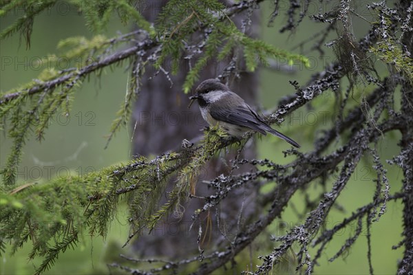 Grey-headed Chickadee