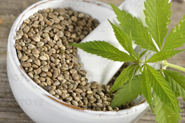 Ordinary hemp