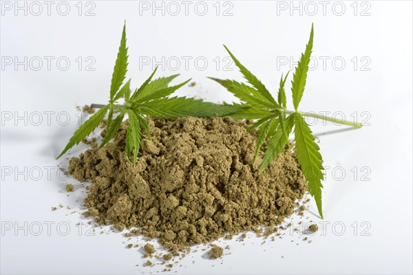 Common hemp