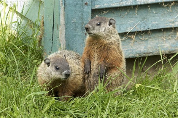 Woodchucks