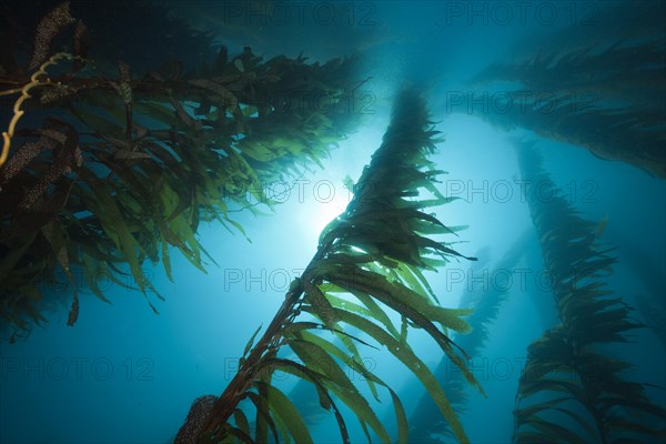 Giant Kelp Forest