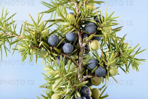 Juniper berries