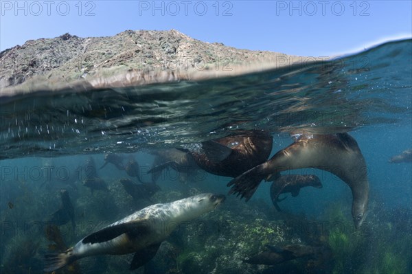 California sea lions