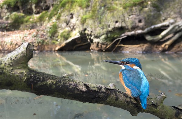 Common kingfisher