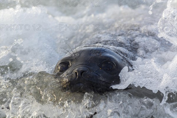 Sealion Island