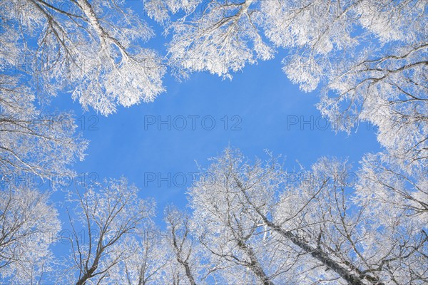 Tree tops of deep snow covered beech forest against blue sky in Neuchatel Jura