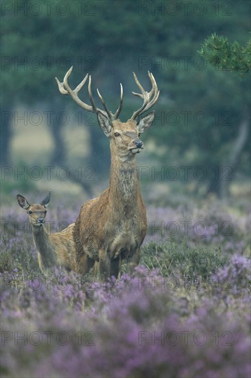 Red deer