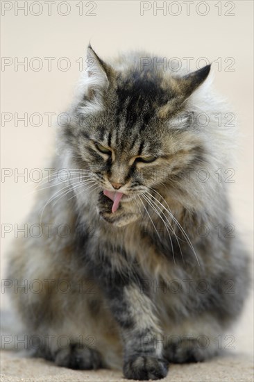 Norwegian Forest Cat cleaning paw