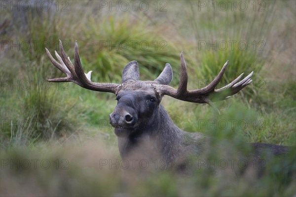 Elk
