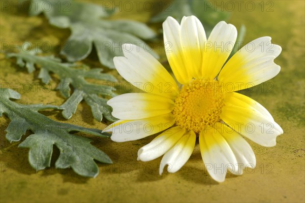 Chrysanthemum