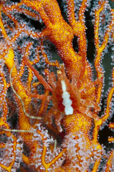 Conical Crab