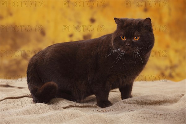 British shorthair