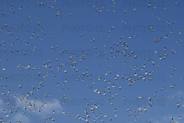 Snow geese