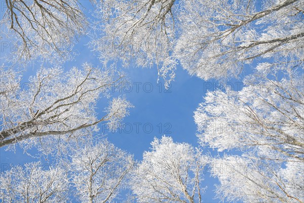 Tree tops of deep snow covered beech forest against blue sky in Neuchatel Jura