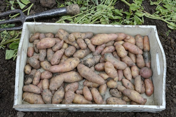 Potatoes
