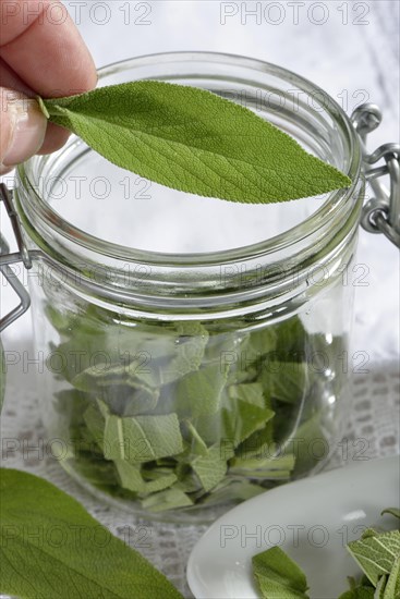 Sage milk
