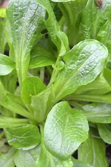 Lettuce