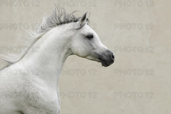 Arabian thoroughbred