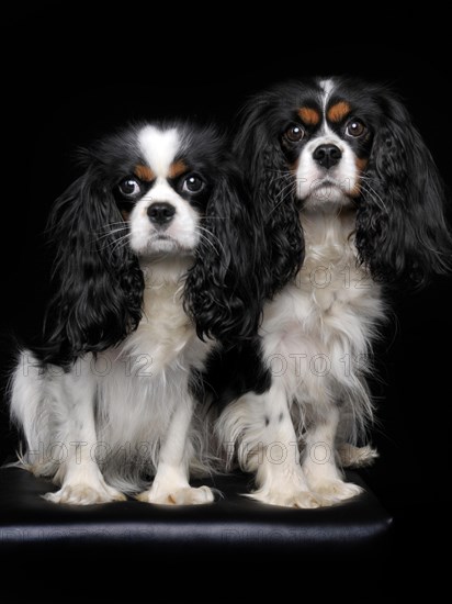 Cavalier King Charles Spaniel