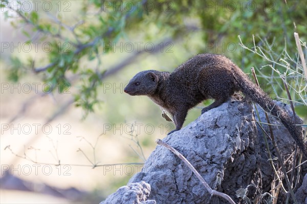 Dwarf mongoose