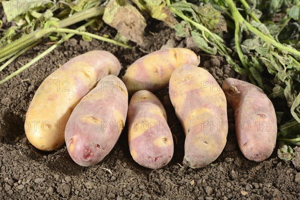 Potatoes