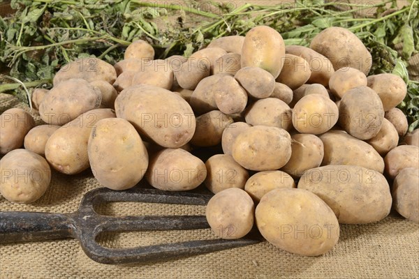 Potatoes