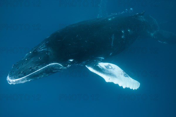 Humpback whale