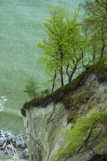 Beech forest