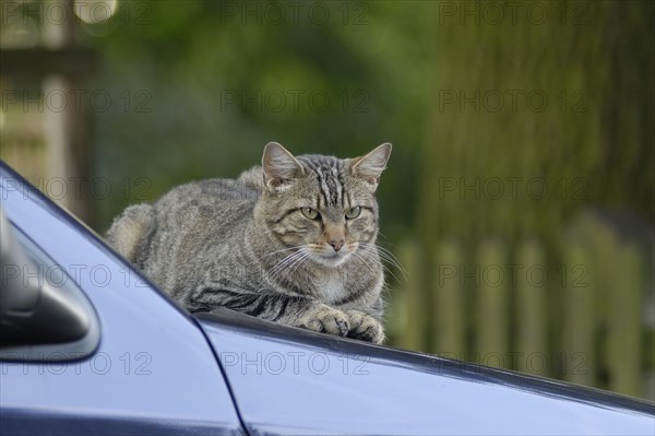 Tigered hangover on bonnet