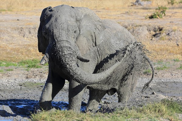 African elephant
