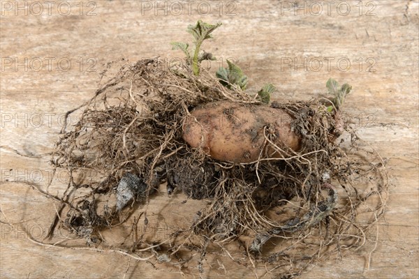 Potatoes