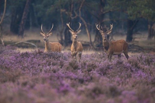 Red deer