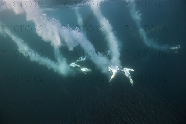 Cape Gannets