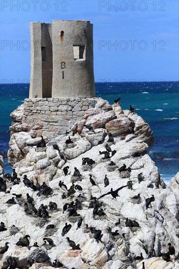 Cape Cormorant