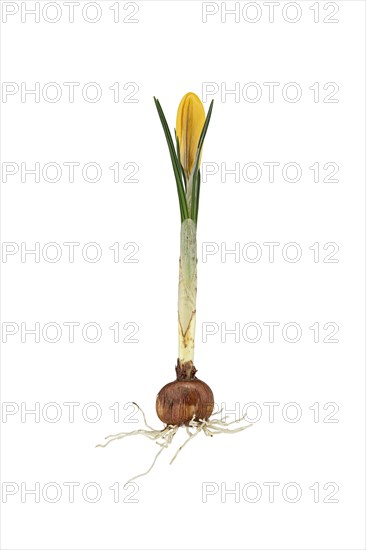 Small crocus